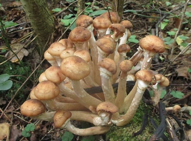 Какие грибы растут осенью