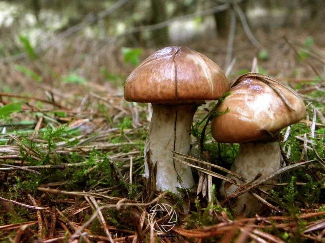Какие грибы растут осенью