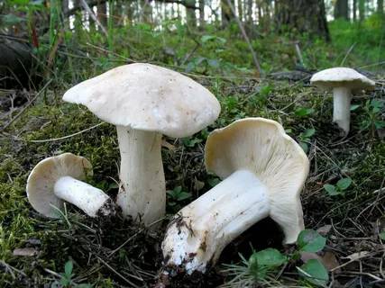 Первые весенние грибы