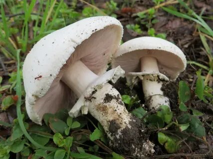 Какие грибы собирают в ноябре в лесу