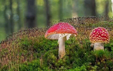 Какие грибы собирают в ноябре в лесу