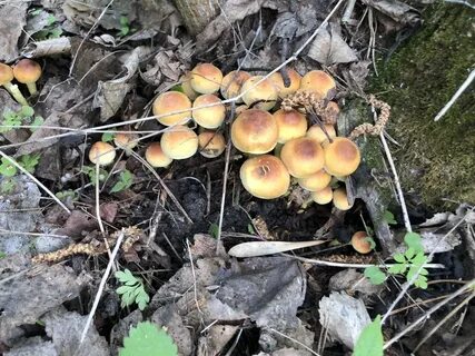 Какие грибы собирают в ноябре в лесу