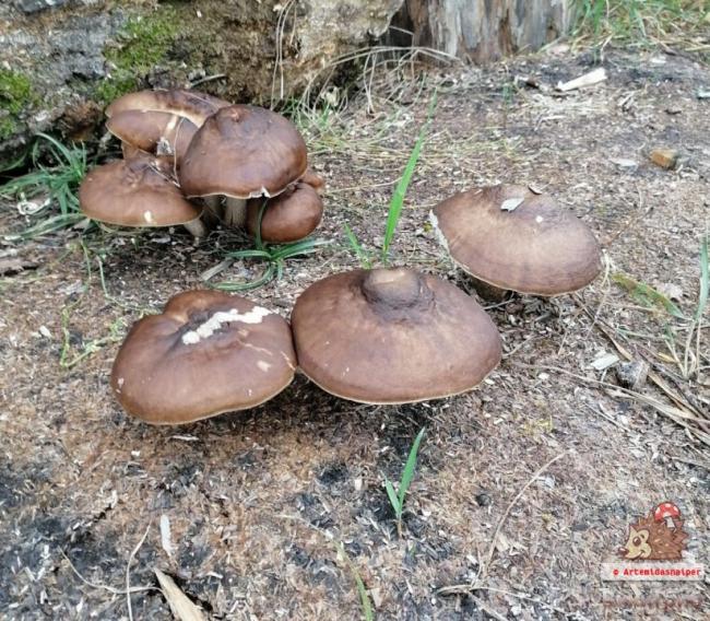 Какие грибы растут в декабре