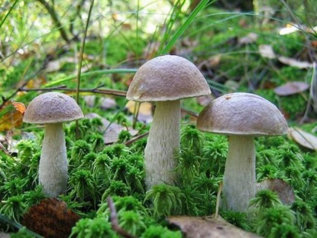 Какие грибы растут летом