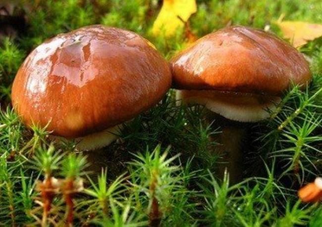 Какие грибы растут летом