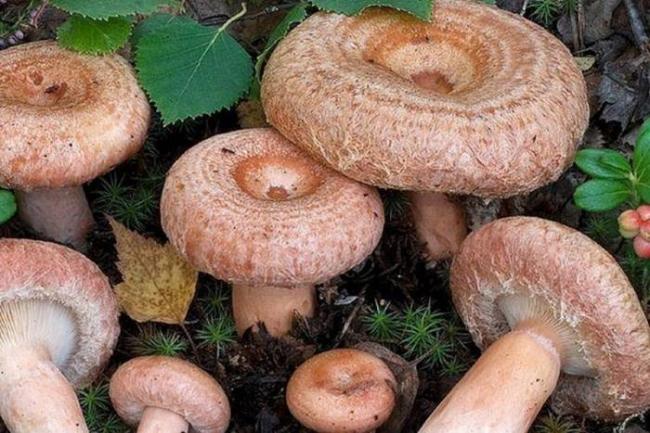 Какие грибы растут летом