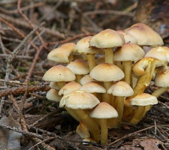 Какие грибы растут летом