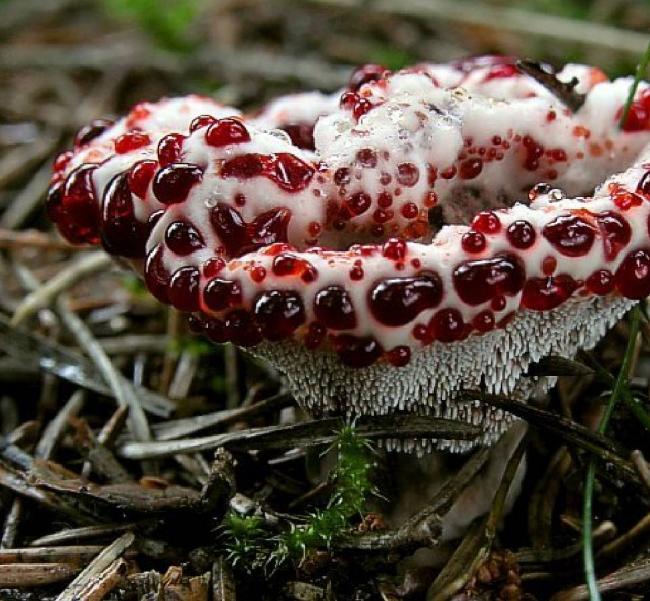 30 самых редких грибов Росии из Красной книги