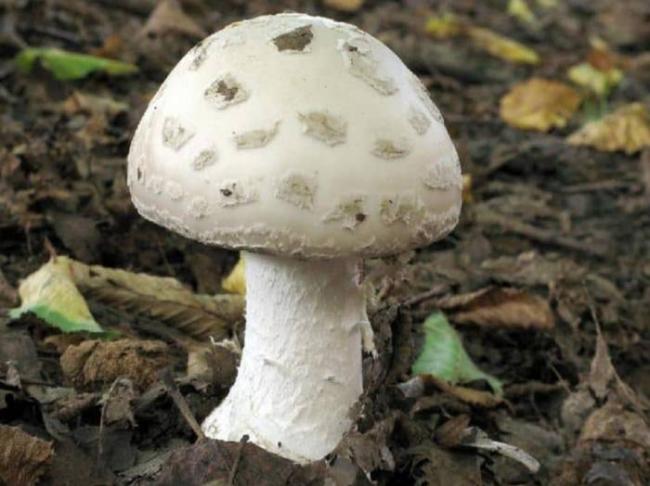 30 самых редких грибов Росии из Красной книги