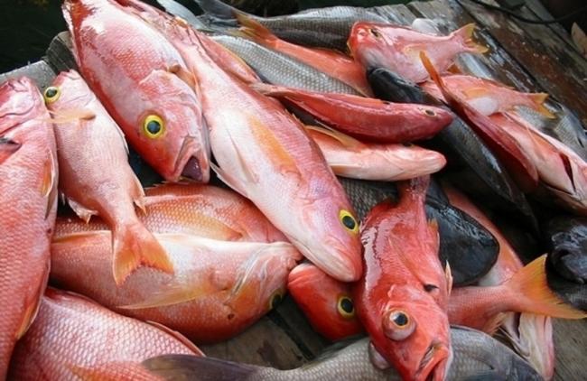 Свежевыловленный морской окунь  Свежий морской окунь