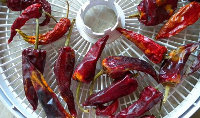 Сушка жгучего перца в электросушилке Перец чили на решетке электросушилки