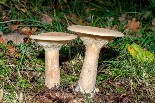 Infundibulicybe geotropa - Infundibulicybe geotropa