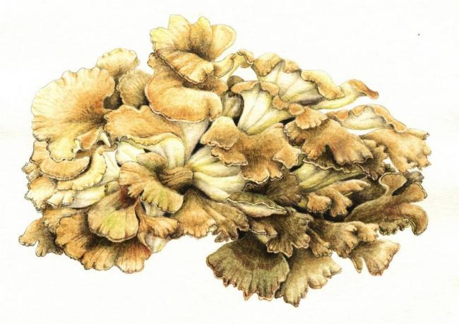 Гриб грифола баранец - Forester - Zasvetit.biz.ua