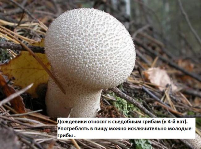 Какие съедобные грибы можно собрать в Подмосковье