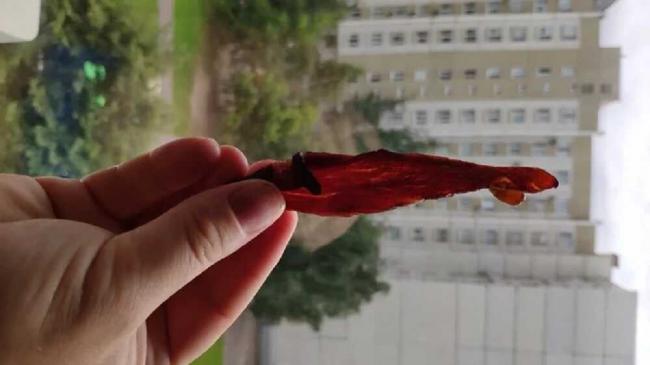 Пример готовых джерок Кусочек вяленой говядины в руке