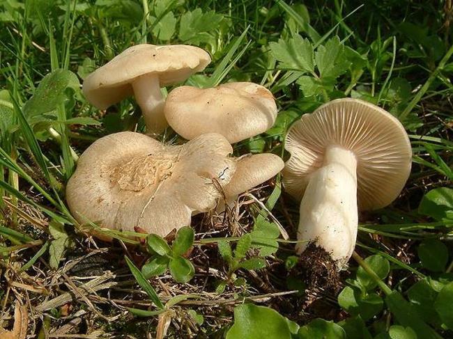 Кулинарное открытие для истинных ценителей — Энтолома садовая