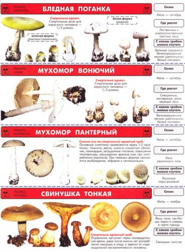 Ядовитый гриб