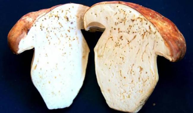Червивый гриб в разрезе Гриб и черви