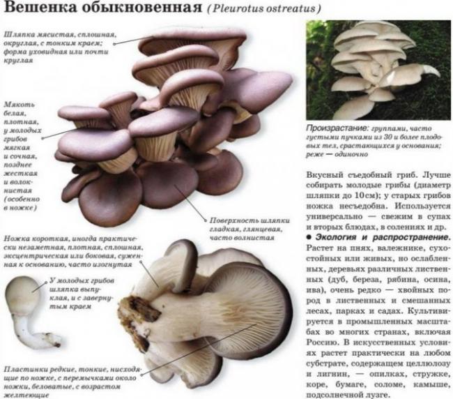 вешенка