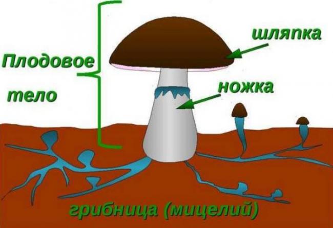 Строение каменного гриба