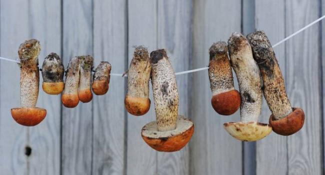 Сушка грибов на верёвке на открытом воздухе Грибы на нитке
