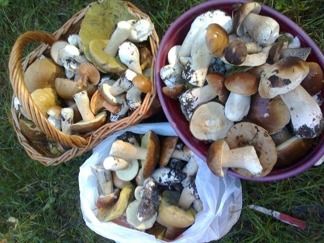 грибы в Новосибирске 2019, фото урожая из отзывов 2