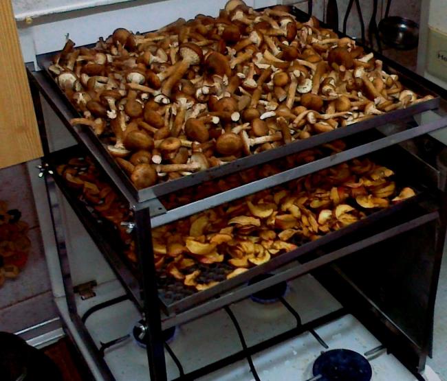 Сушка грибов над газовой плитой Грибы сушатся над плитой