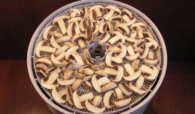 Сушка грибов в электросушилке Грибы в сушилке