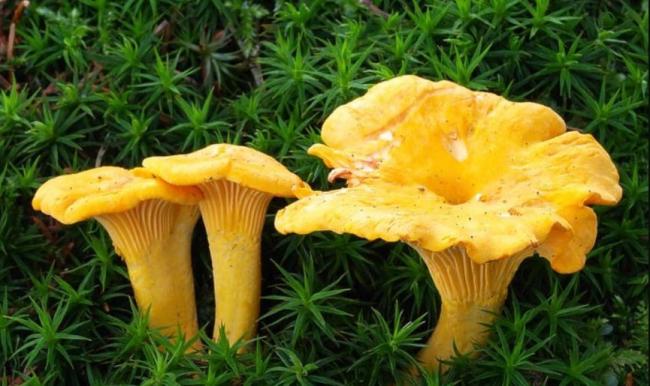 Семейство Лисичковые (Cantharellaceae)