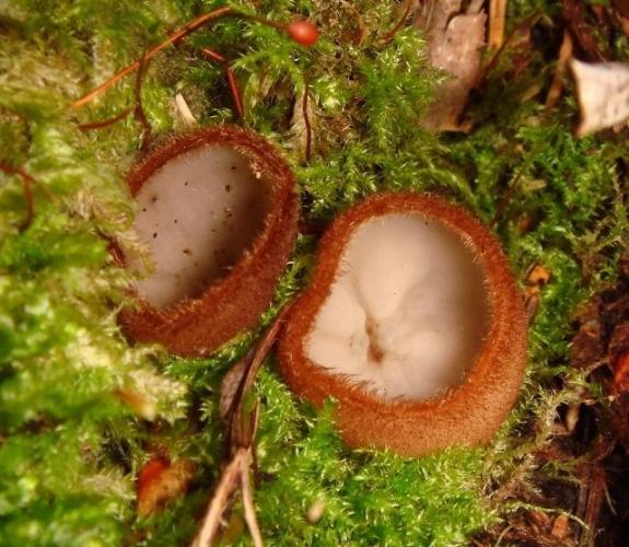 Хумария полушарная (Humaria hemisphaerica) фото и описание