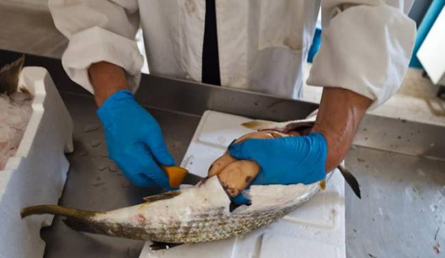 Извлечение икры из кефали Икра из кефали