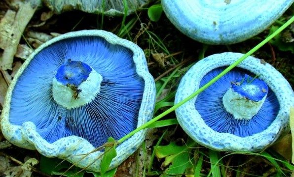 Млечник голубой - интересные факты