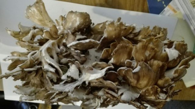 Как вкусно приготовить Грифолу курчавую