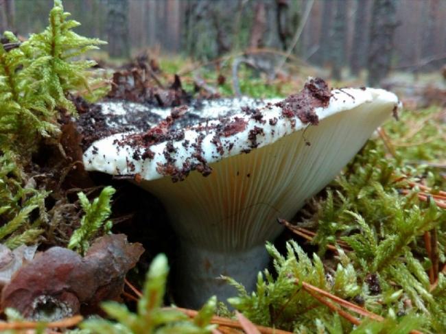 Подгруздок белый (Russula delica)