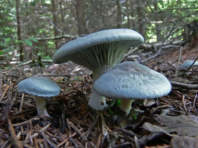 Clitocybe odora