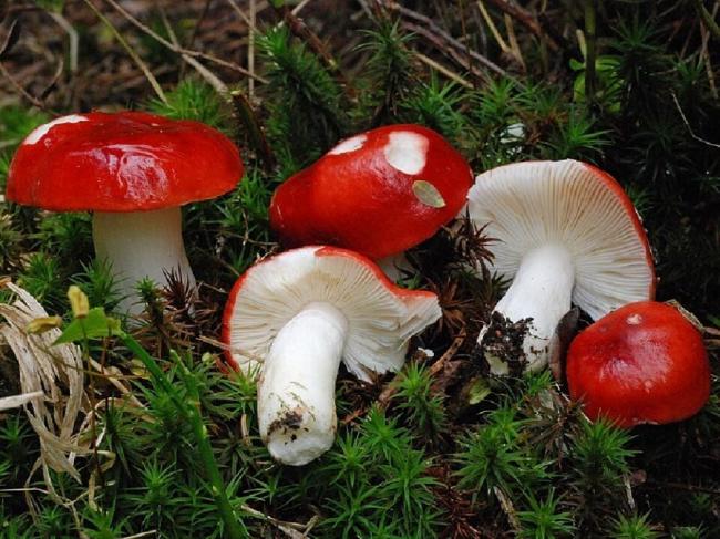 Rhodeus spinosus (Russula emetica)