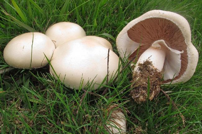 Гриб обыкновенный (Agaricus arvensis)