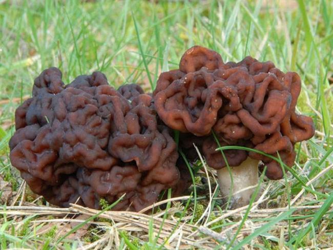 Строчок обыкновенный (Gyromitra esculenta)