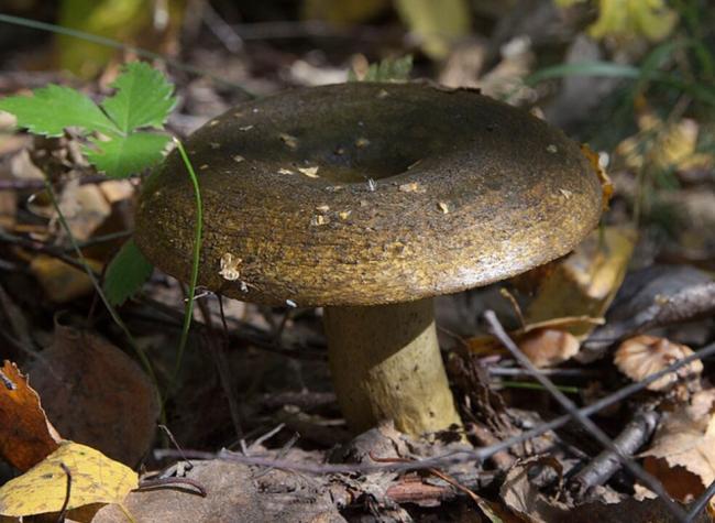 Черный гриб (лат.: Lactarius necator)