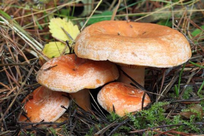 Камелина настоящая (лат. Lactarius deliciosus)