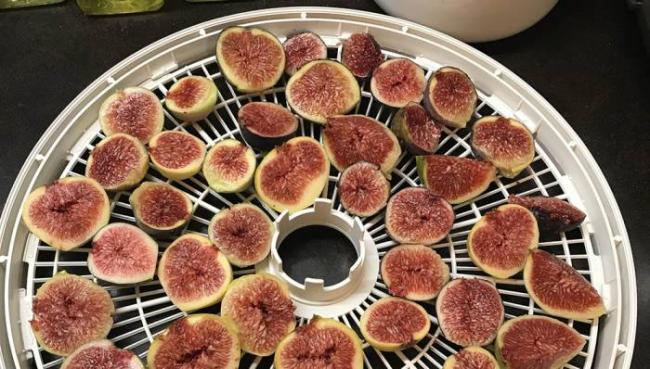 Сушка инжира в дегидраторе Инжир в сушилке