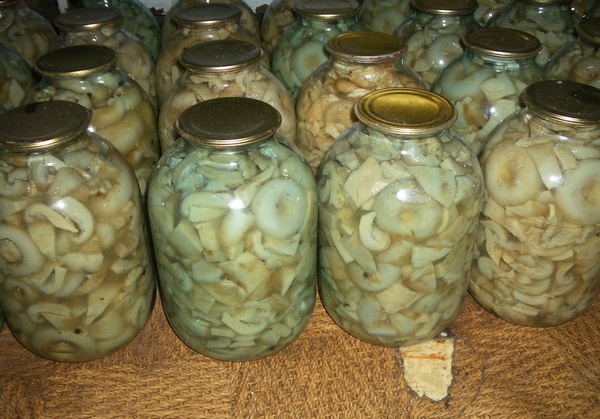 Сколько соли класть на давленые молочные грибы. Вкусные горячие маринованные молочные грибы в домашних условиях