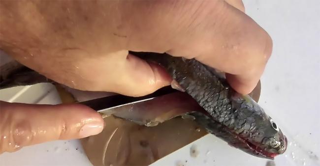 Разделка кефали на филе Кефаль на филе