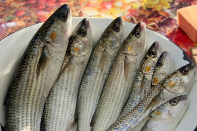 Свежая кефаль для вяления Кефаль на тарелке