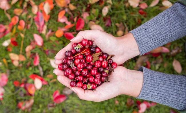 Сбор клюквы для вяления Клюква для вяления