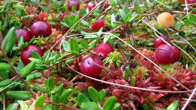 Как растёт клюква на болоте Клюква и мох