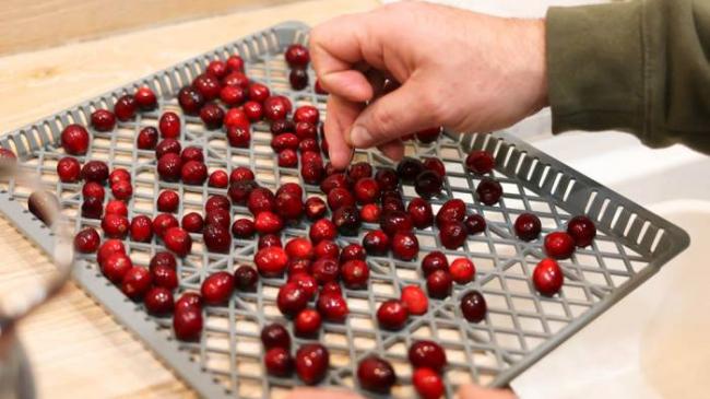 Выкладывание клюквы на поддон дегидратора Клюква на поддоне