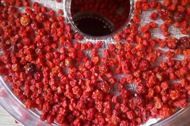 Сушка клюквы в электросушилке Клюква в сушилке