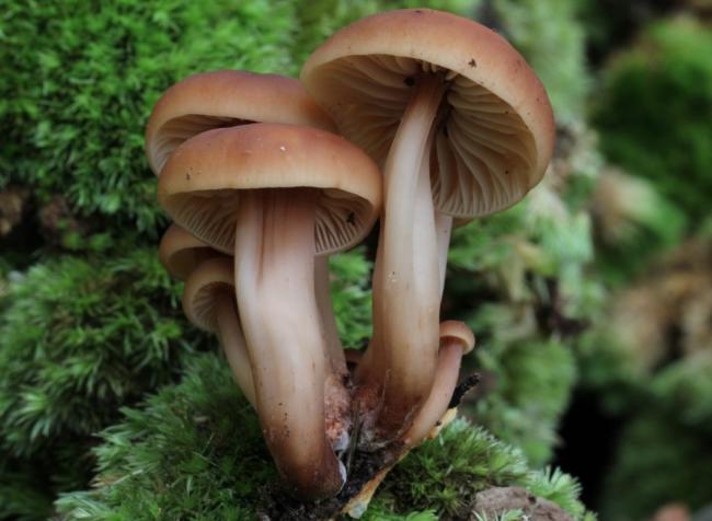 Collybia fusipoda
