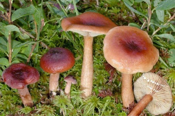 Рождественские маки: описание, виды, посадка, где выращивать